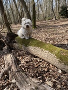 honden foto honden foto van ***Fientje***Noortje*** Wienske†*** en Djangie†***