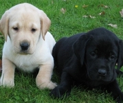 honden foto van vivian warrens