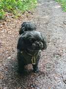 honden foto honden foto van Annelies met Sem