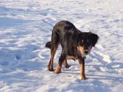 honden foto van Zowie