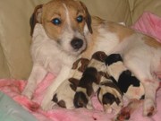 honden foto van miranda scholting