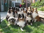 honden foto van Truus Smits Keltjens