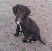 honden foto van vlinderke