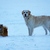 honden foto van Amy en Layla