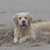 honden foto van Woody