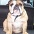 honden foto van EnglishBulldoglover