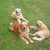 honden foto van Misty,Kylie,Chelsea