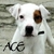 honden foto van Jules & Ace