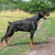 honden foto van Dobermann Kennel van Thofayette