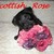 honden foto van Scottish Rose