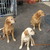 honden foto van Golden Retriever Kennel AROHA WAI