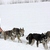 honden foto van Renée Mettrie