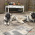 honden foto van Sarpla Boys 