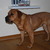 honden foto van Kees Houkes