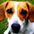 honden foto van Jack-Beagle