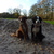 honden foto van Gerry Nijhuis