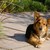 honden foto van Saskia Agterhof