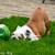 honden foto van Watch my dog