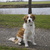 honden foto van Patricia