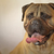 honden foto van Bullmastiff Harry 