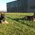 honden foto van Westfriesland working dogs