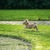 honden foto van Jessica Boekholtz