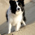 honden foto van border collies THAT'S THE ONE