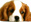 honden page profiel Margriet & Junior